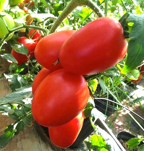 tomate