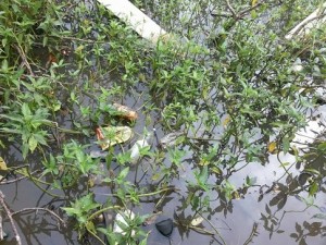 casa abandonada vira foco da Dengue