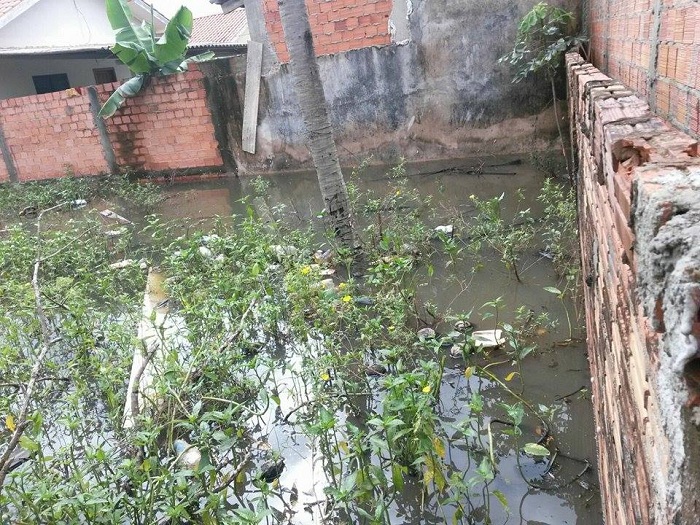 Casa abandonada em Ji-Paraná vira foco de dengue