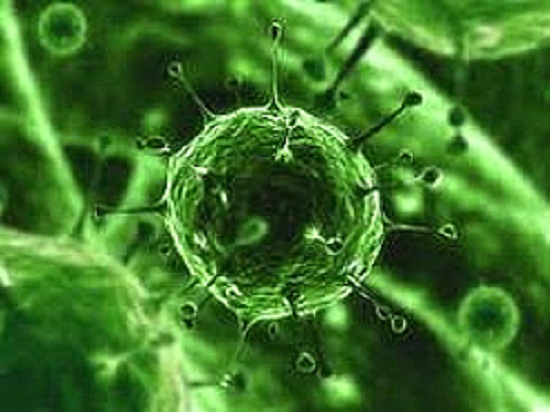 virus ataca sistema nervoso central