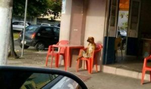 cachorro sentado