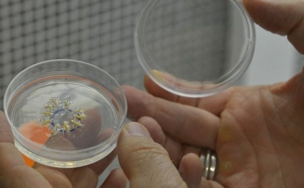 A fabricação de teias de aranha em laboratório é realidade para pesquisadores brasileiros, que, no futuro, podem também fazê-las crescer em plantas (Wilson Dias/Agência Brasil)