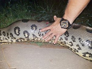 Essa, em especial, deveria morar na lagoa da Gramazon. Moradores disseram que outras sucuris também habitam esse lugar.
