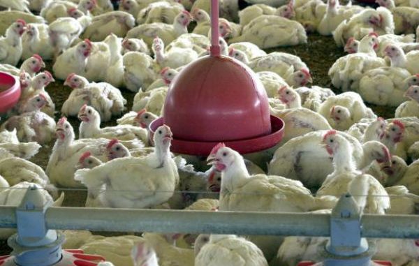 No ano passado, foram abatidos 5,86 bilhões de frangos, um aumento de 1,1% em relação a 2015 Arquivo/Agência Brasil