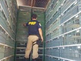 A maconha estava em um fundo falso de um caminhão destinado ao transporte de frangos. Divulgação/Polícia Rodoviária Federal