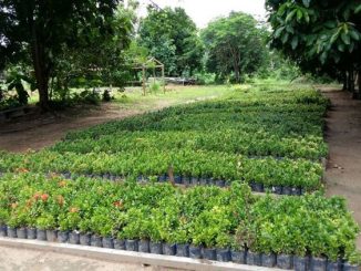 No início dos trabalhos em 2013, a produção era de apenas mil mudas por mês, hoje o viveiro produz uma média de 12 a 15 mil por mês e distribui cerca de 7 mil mudas.