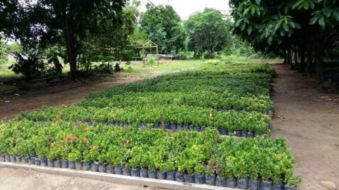 No início dos trabalhos em 2013, a produção era de apenas mil mudas por mês, hoje o viveiro produz uma média de 12 a 15 mil por mês e distribui cerca de 7 mil mudas.