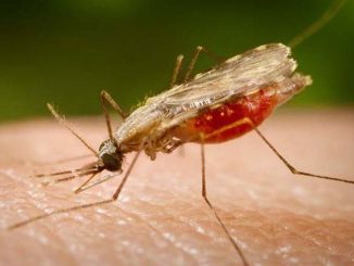 Mosquito Anopheles transmissor da malária - (Portal Biologia/Divulgação)
