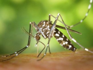 O mosquito é pensado para se integrar a outras estratégias de combate ao Aedes.