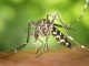 O mosquito é pensado para se integrar a outras estratégias de combate ao Aedes.