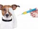 O horário de vacinação será das 8 horas às 17 horas. Todos os donos de cães e gatos devem levar os animais com mais de três meses de idade para receber a imunização.