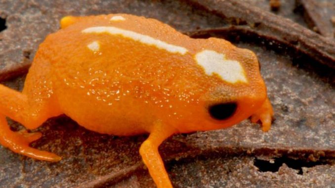 No total 15 espécies de mini sapos foram descobertas pelo projeto ao longo de cinco anos