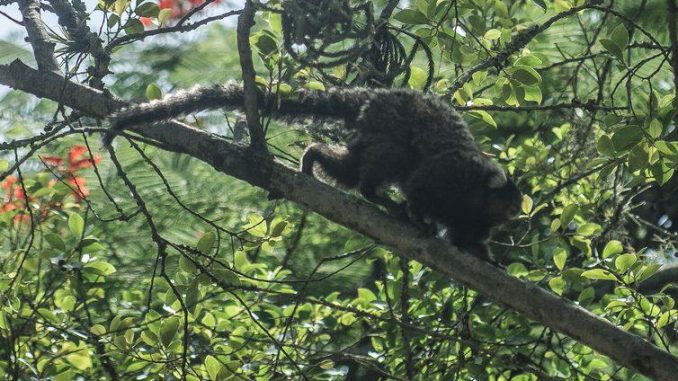 Segundo pesquisadores, o vírus da zika apareceu originalmente em macacos na África e, esporadicamente, saía das florestas e infectava populações humanas - Arquivo/Fábio Massalli/Agência Brasil