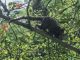 Segundo pesquisadores, o vírus da zika apareceu originalmente em macacos na África e, esporadicamente, saía das florestas e infectava populações humanas - Arquivo/Fábio Massalli/Agência Brasil