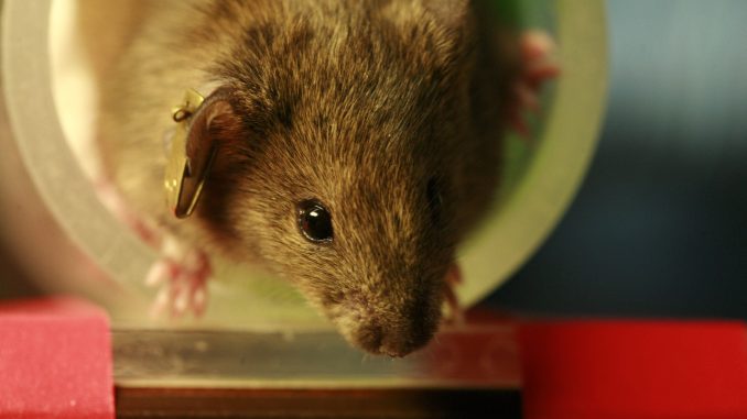 Ratos com quadro de insuficiência cardíaca tratados por seis semanas com a molécula apresentaram não só uma estabilização da doença – como ocorre com o uso dos medicamentos atuais – mas também tiveram regressão do quadro