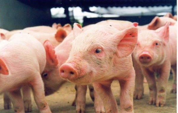 Produção de suínos é mais uma alternativa para o homem do campo rondoniense