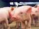 Produção de suínos é mais uma alternativa para o homem do campo rondoniense