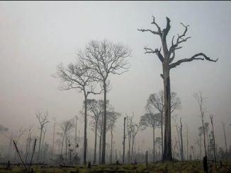 Proposta pretende estimular o desenvolvimento de áreas degradadas de maneira sustentável e protegendo as florestas.