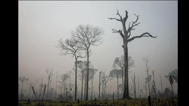 Proposta pretende estimular o desenvolvimento de áreas degradadas de maneira sustentável e protegendo as florestas.