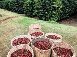 A Política Nacional de Incentivo à Produção de Café de Qualidade também contempla a capacitação gerencial e a formação de mão de obra qualificada.
