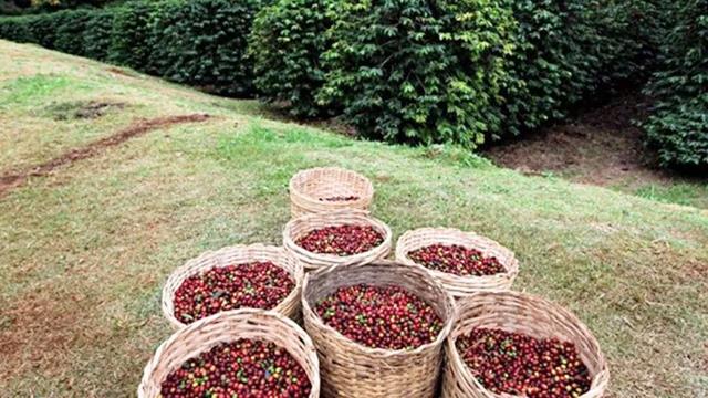 A Política Nacional de Incentivo à Produção de Café de Qualidade também contempla a capacitação gerencial e a formação de mão de obra qualificada.