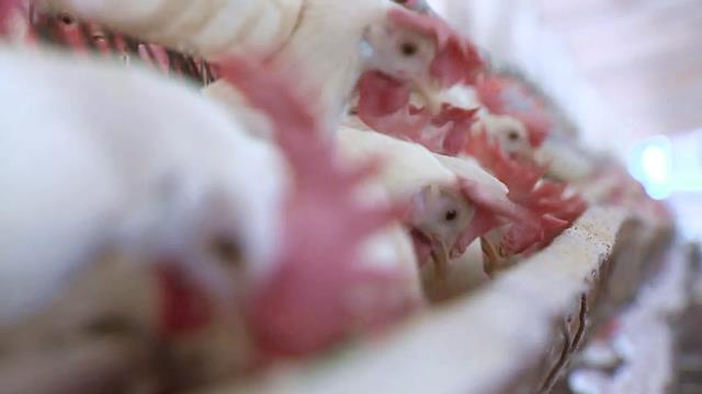 Burocracia atrapalharam as exportações de carne de frango, segundo a ABPA — Foto: Reprodução/TV Gazeta