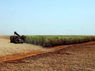 Pandemia: produtores rurais se preparam para diminuir riscos