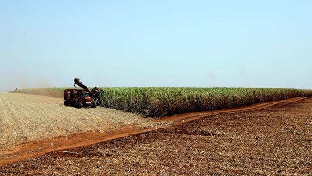 Pandemia: produtores rurais se preparam para diminuir riscos