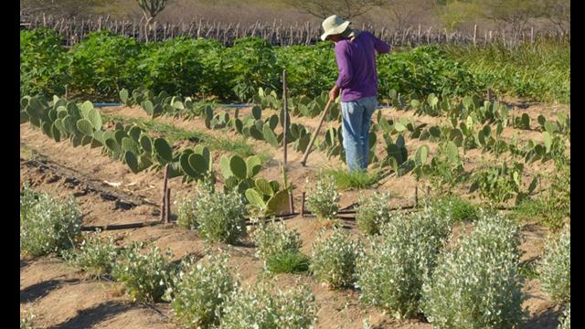 CMN facilita renegociação de dívidas de produtores rurais