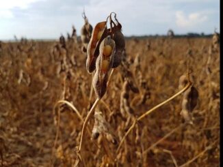 Fertiláqua destaca a importância da fase de enchimento de grãos e frutos