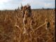 Fertiláqua destaca a importância da fase de enchimento de grãos e frutos