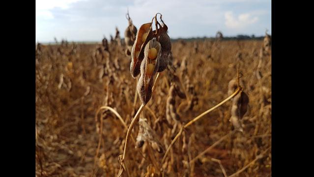 Fertiláqua destaca a importância da fase de enchimento de grãos e frutos