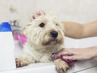 Sete dicas para dar banho em cães durante a quarentena
