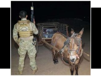 Flagrado burro com 300kgde maconha