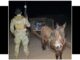 Flagrado burro com 300kgde maconha