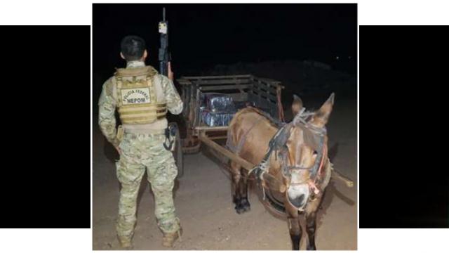 Flagrado burro com 300kgde maconha