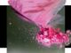 Cocaína Rosa