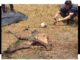Ossada humana encontra por uma mulherquando fazia colheira de tucumã na zona rural de Porto Velho.