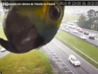 papagaio curioso