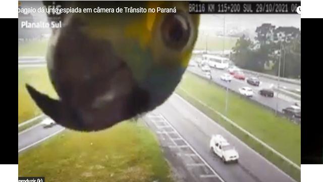 papagaio curioso