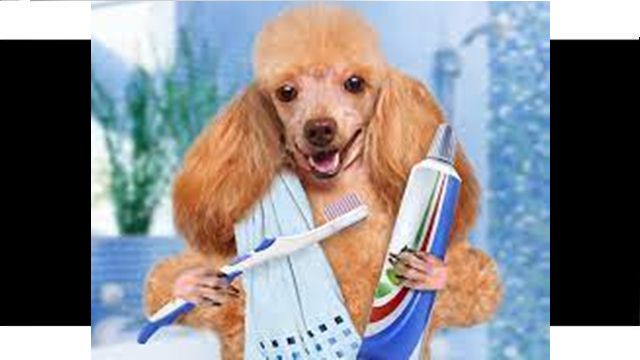 Manter a higiene oral ajuda a evitar complicações na saúde dos pets
