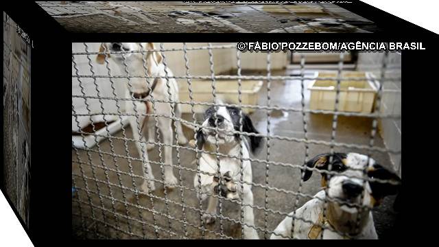 Projeto aprovado na Câmara proíbe uso de animais em testes cosmético