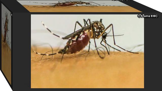 Vírus da chikungunya deixa sequelas em crianças e adolescentes