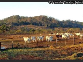 Conforme aumenta a distância das vias, a participação da agropecuária no território diminui, com a presença dessas atividades em 26,7% das áreas.